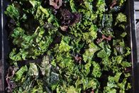 Zu Tisch ... – Zu Tisch Oldenburger Land – Deutschland Frische Grünkohlblätter werden im Ofen zu knusprigen Chips. Copyright: SRF/Berlin Producers Media/Gero von Marientreu