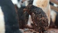 Terra X: Eisige Welten – Eines der Probleme, mit denen die Adeliepinguine zu kämpfen haben, sind die zunehmenden Regenfälle in der Antarktis. Die Tiere haben sich in einem trockenen, kalten, polaren System entwickelt. Der Regen dringt in ihre Daunen ein, wodurch sie ihren Schutz vor der Kälte verlieren. Ein so durchnässtes Küken hat kaum eine Chance zu überleben.