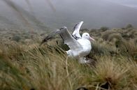 Antarktika – Die subantarktischen Inseln südlich von Neuseeland sind Lebensraum der Albatrosse. Sie sind nahe Verwandte des Pinguins.