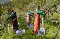 Die wunderbare Welt der Weine – In einer extrem schwer zugänglichen Region an der Grenze zu Tibet betreiben die örtlichen Bauern Mischkultur. Seit über hundert Jahren bauen sie auch Wein an, den französische Missionare mitbrachten.
