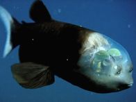 Tierische Freaks – Mi, 19.08., 03:55 Uhr
