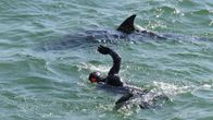 Wunder der Wissenschaft – Delfindame Dusty besucht die Schwimmer in County Clare.