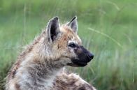 Wilde Dynastien – Das verletzte Jungtier Shay blickt über die Ebene des Nationalparks Liuwa Plains in Sambia.