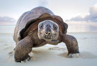 Terra X: Ein perfekter Planet – Die Riesenschildkröten von Aldabra, einem schwindenden Atoll im Indischen Ozean haben ein großes Problem. Auf ihrer Insel gibt es zu wenig Schatten. Große Teile des Tages verbringen sie damit, vor der Sonne zu fliehen, damit sie nicht in ihren Panzern gekocht werden.