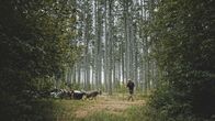 Heimatleuchten – Landwirt und Hirte Stefan McAllister-Knöpfer mit seiner Herde.