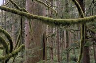Naturerbe Kanada – Der Regenwald bietet Lebensraum für zahlreiche Tierarten wie Grizzlybären und Adler und spielt eine entscheidende Rolle im ökologischen Gleichgewicht der Region.