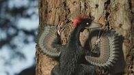 Verborgene Welten – Der Flugsaurier Anchiornis hatte vier Flügel und benutzte Bäume als Startrampe.