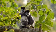 Mythos Nil – Angola-Stummelaffe, Nyungwe-Nationalpark
