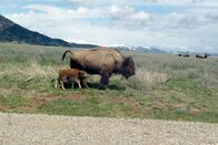 360° - Geo-Reportage – Bisonmütter verfügen über einen ausgeprägten Beschützerinstinkt. Werden ihre Kälber angegriffen, gehen sie eher in den Verteidigungsmodus über, als dass sie die Flucht ergreifen.