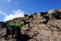 Verrückt nach Meer – Bergziegen auf Teneriffa. Sie liefern auch Milch, zum Beispiel für Käse.
