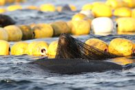 Unsere Erde – Eine Mähnenrobbe hat sich in einem Fischernetz verfangen und kämpft darum sich zu befreien. Im Pazifik, vor der Küste Südamerikas haben die Mähnenrobben zwar gelernt, wie man die Trawler der großen Fischfangflotten überfällt, aber das Risiko ist groß. Jedes Jahr sterben hunderte Robben, die sich in den Netzen verfangen.