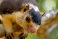 Wilde Inseln – Rieseneichhörnchen.