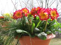 Querbeet Classix – Bunte Primeln bringen schon in den kalten Monaten den Frühling ins Haus.