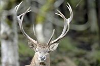 Universum: Der Prinz der Alpen – Hirsch.