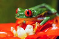 Costa Rica - Der Natur zur Seite stehen – Costa Rica - Der Natur zur Seite stehen (2020)