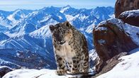 Planet Erde II – Etwa 3500 Schneeleoparden leben noch in Freiheit. Sie gelten als Geister der Berge und sind extrem schwierig zu filmen. Klimawandel und menschliche Einflüsse gefährden sie zunehmend.