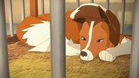 Lassie – Betrübt harrt Lassie, die unschuldig des Diebstahls verdächtigt wird, im Käfig aus.