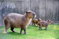 Zoo-Babies – Zoo-Babies (2014)