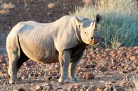 Mission Wildnis – Spitzmaulnashorn im Kunene-Gebiet im Nordwesten Namibias