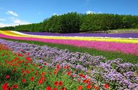 Wildes Japan - Land der tausend Inseln – Blumenfelder im Sommer in Hokkaido.