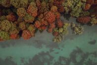 Jenseits der Alpen – Wo der Wald in den See wächst - Sumpfzypressen am Iseosee.