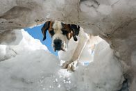GEO Reportage – Ein Bernhardiner als Lawinensuchhund im Gebirge ein Bild, das der Vergangenheit angehört. Heute werden die Hunde nicht mehr zur Rettung benötigt.