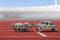 Athleticus – Auf der Rundbahn bereiten sich die Schildkröten auf den Staffellauf vor.