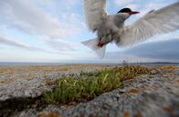 Wilde Ostsee – Die Küstenseeschwalbe hat ihre Heimat bis in den hohen Norden der Ostsee. Weitere Fotos erhalten Sie auf Anfrage.