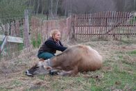 Der unglaubliche Dr. Pol – Dr. Nicole hört den Herzschlag einer Daunenkuh ab, die vor kurzem geboren hat. (National Geographic/Logan Bartrand)