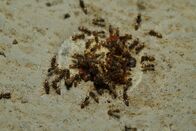 Quarks – A closeup of an Tapinoma sessile ant walking on green grass