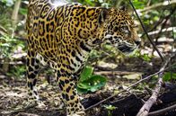 Costa Rica - Das Jaguar-Paradies – Der Jaguar hat den stärksten Biss aller Großkatzen weltweit – damit knackt er sogar Schildkrötenpanzer.