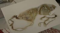 Ermittler! – Selbst nach vielen Jahren finden die DNA-Expertinnen und -Experten noch Spuren des Täters am BH des Opfers.