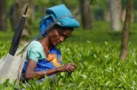 Brahmaputra - Der große Fluss vom Himalaja – Der berühmte Assam-Tee wächst nicht zufällig an den Ufern des Brahmaputra. Das Land ist fruchtbar, und der Fluss bietet eine günstige Verbindung zur Küste.