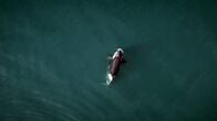 Die Sprache der Tiere – Ein Schwertwal hat einen Lachs gefangen. (Drohnenaufnahme)