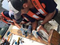 Haie an Land – DAUPHIN ISLAND, ALA.- Marcus Drymon and his team safely secure a satellite spot tag onto the dorsal fin of a juvenile tiger shark found to have songbird feathers in its stomach.