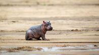 Wilde Tierbabys – Ein Neugeborenes Nilpferd macht eine Pause am Flussufer.