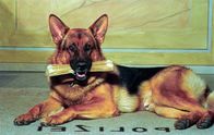 Kommissar Rex – Rex.