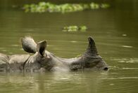 Brahmaputra - Der große Fluss vom Himalaja – Nashorn im Kaziranga National Park in Assam, Indien.
