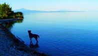 Adieu au langage – Ein streunender Hund