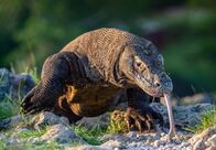 Helden der Evolution – Komodowaran.