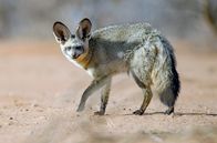 Abenteuer Namibia – Abenteuer Namibia (2019)