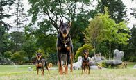 Marmaduke – "Marmaduke - Große Schnauze, großer Held", Unbeschwert lockere Familienkomödie. Dogge Marmaduke bringt Schwung ins Leben und sein Herrchen oft zum Verzweifeln. Hervorragende Mischung von Live Action-Aufnahmen und CGI-Effekten beleben die Welt aus Sicht der Vierbeiner, von Regisseur Tom Day ('Zum Ausziehen verführt') pointenreich erzählt. Turbulent vergnügliche Unterhaltung für Jung und Alt!Für den riesigen Doggen-Rüden Marmaduke scheint die Welt zu klein zu sein. Mit seinen Streichen stürzt er Familie Winslow von einem Chaos ins nächste. Als Herrchen Phil berufsbedingt mit Sack und Pack nach Kalifornien übersiedelt, findet sich Marmaduke im Luxusleben wieder. Neben Hütte mit Pool hat es ihm die städtische Hundewiese angetan. Dort trifft er neue Freunde, lernt die bezauberndsten Hundedamen kennen und hat ausreichend Platz, Unfug zu treiben. Stets unterstützt von seinem besten Kumpel: Kater Carlos.