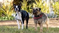 Doggy Style – Doggy Style (2023)