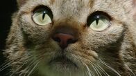 Geborene Jäger – The European wildcat, patrolling the undergrowth, searching for an opportunity to hunt.