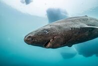 Terra X: Faszination Wasser – Eishaie können bis zu 500 Jahre alt werden – älter als jedes andere Wirbeltier. Den größten Teil ihres Lebens verbringen sie im Dunkel der Tiefsee, nur zur Jagd kommen sie an die Oberfläche.