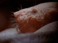 Tierische Freaks – A naked mole rat facing left in a den. It is a burrowing rodent. It's small lungs allow for survival in tunnels.
