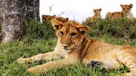 Tierbabys in Afrika – Fr, 05.12., 14:55 Uhr