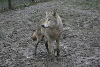 Die Evolution der Hunde – A wolf participant in the comparative study of canine social cognition in Budapest, Hungary.