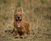 Wildes Indien – Tadoba-Nationalpark, Maharashtra, Indien: Ein Dhole schaut mit weit geöffnetem Maul in die Kamera und zeigt seine Zähne.