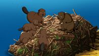 Bibi und Tina – Am Ufer des Mühlenbaches haben sich Biber niedergelassen. Bibi und Tina beobachten neugierig das Treiben der niedlichen Tiere.